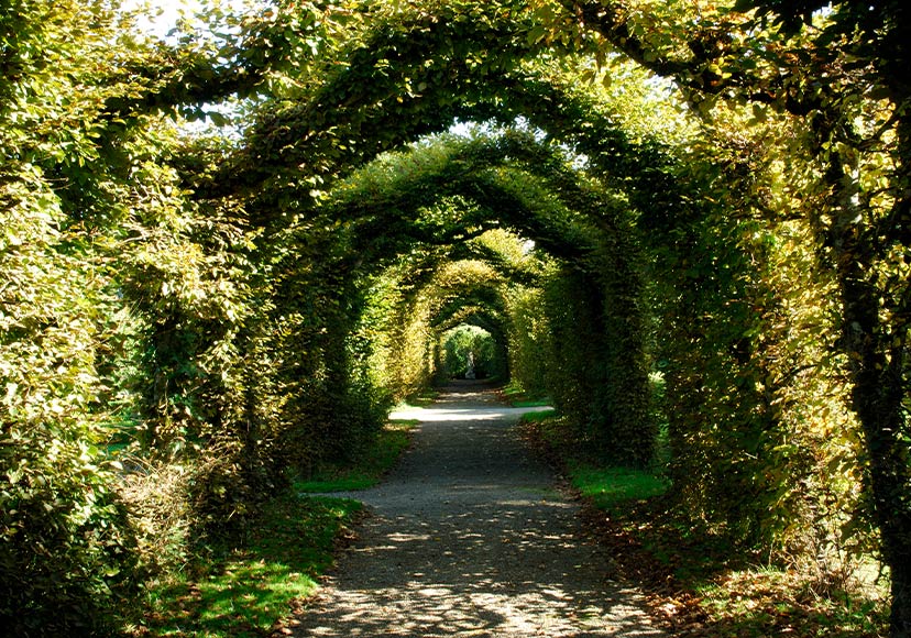 Hedge archways at Birr Castle Demesne.